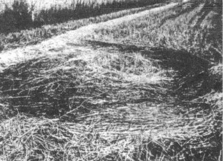 aerial of Rossburn