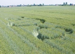 aerial of Coccolia