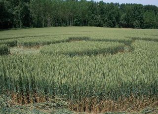 aerial of Daal