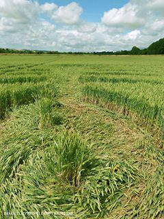ground of Tichborne from ccc