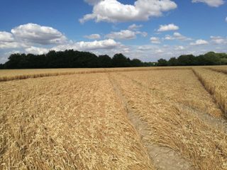 ground of Gurston Ashes from ccc
