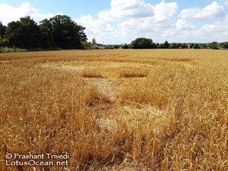 ground of Sutton Hall from ccc