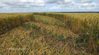 ground of Barbury Castle from ccc