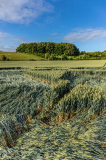 ground of Danebury Hill from ccc
