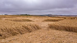 ground of Hackpen Hill from ccc