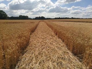 ground of Gurston Ashes from ccc