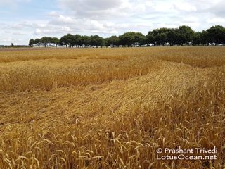 ground of Sutton Hall from ccc
