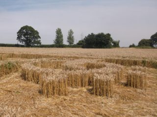 ground of Ansty from ccc