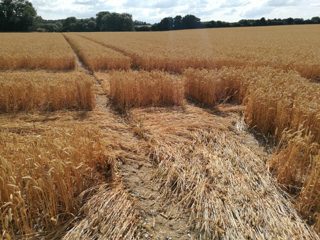 ground of Gurston Ashes from ccc