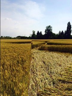 ground of Pontecurone