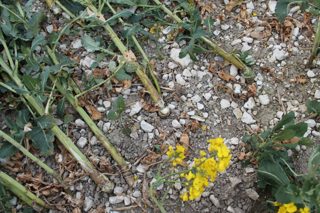 ground of Brimslade