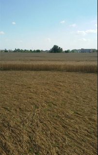 ground of Torino from ccc