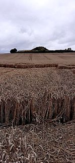 ground of Sandal Castle from ccc