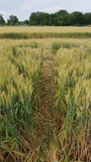 ground of Saulx-Marchais from ccc