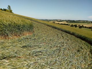 ground of Lauragais