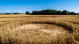 ground of Gurston Ashes from ccc