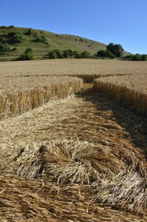 ground of Cley Hill from ccc