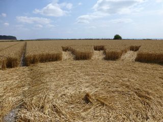 ground of Roundway Hill from ccc