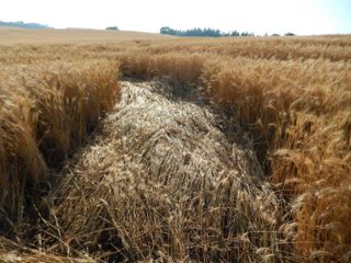 ground of Ipuaçu (2) from ccc