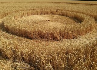 ground of Gurston Ashes from ccc