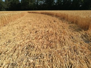 ground of Gurston Ashes from ccc