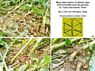 ground of Willoughby Hedge from ccc