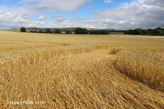 ground of Etchilhampton from ccc