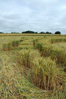 ground of Marlborough from ccc