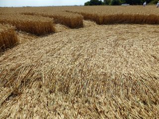 ground of Roundway Hill from ccc