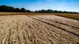 ground of Gurston Ashes from ccc