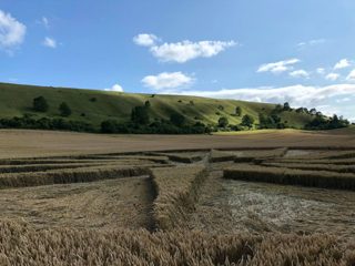ground of Westbury White Horse from ccc