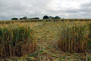 ground of Marlborough from ccc