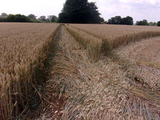 ground of Woodcote Lane from ccc