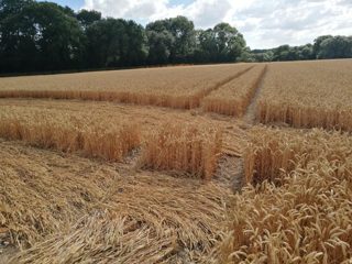ground of Gurston Ashes from ccc