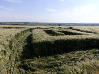 ground of Ackling Dyke from ccc