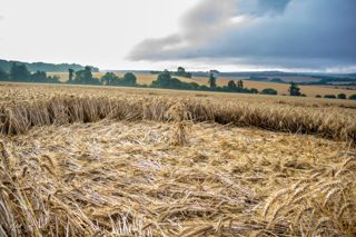ground of Fonthill Bishop from ccc