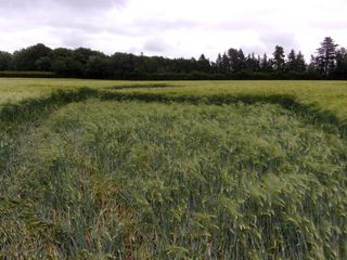 ground of Crawley Down from ccc