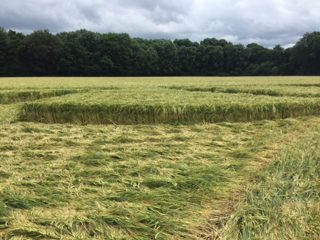 ground of Wylye from ccc
