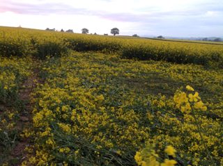 ground of Hambledon Hill from ccc