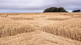 ground of Hackpen Hill from ccc