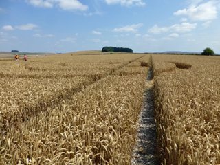 ground of Roundway Hill from ccc