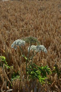 ground of Cley Hill from ccc