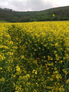 ground of Hambledon Hill from ccc
