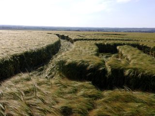 ground of Ackling Dyke from ccc
