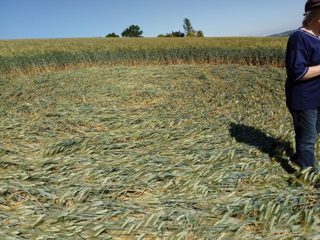 ground of Lauragais