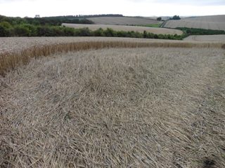 ground of Westwoods from ccc