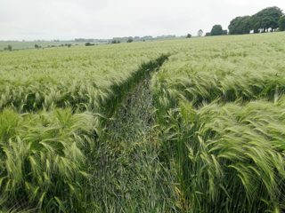 ground of Broad Hinton from ccc