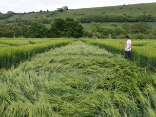 ground of Cerne Abbas from ccc