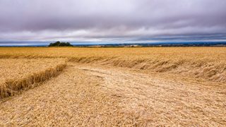 ground of Hackpen Hill from ccc
