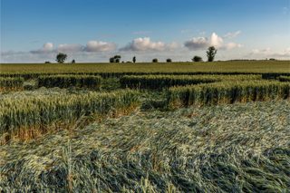 ground of Danebury Hill from ccc